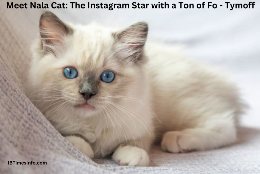 Meet Nala Cat: The Instagram Star with a Ton of Fo - Tymoff