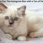 Meet Nala Cat: The Instagram Star with a Ton of Fo - Tymoff